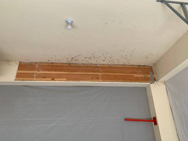 Best Residential Mold Inspection & Testing  in Arlington Heights, WA