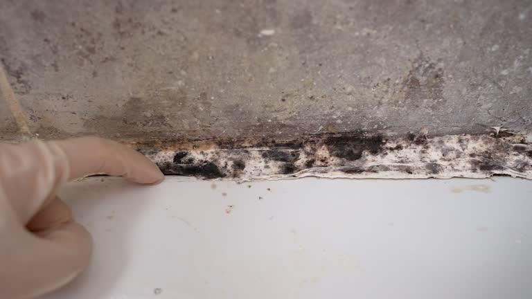 Best Commercial Mold Inspection  in Arlington Heights, WA